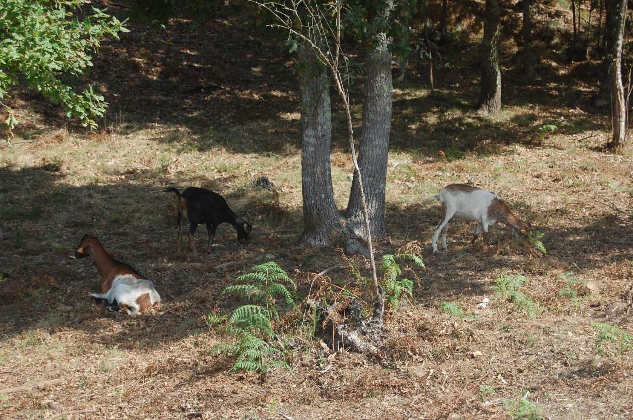 Casa De Campo "Quinta Do Cadafaz" Alvarenga Zewnętrze zdjęcie